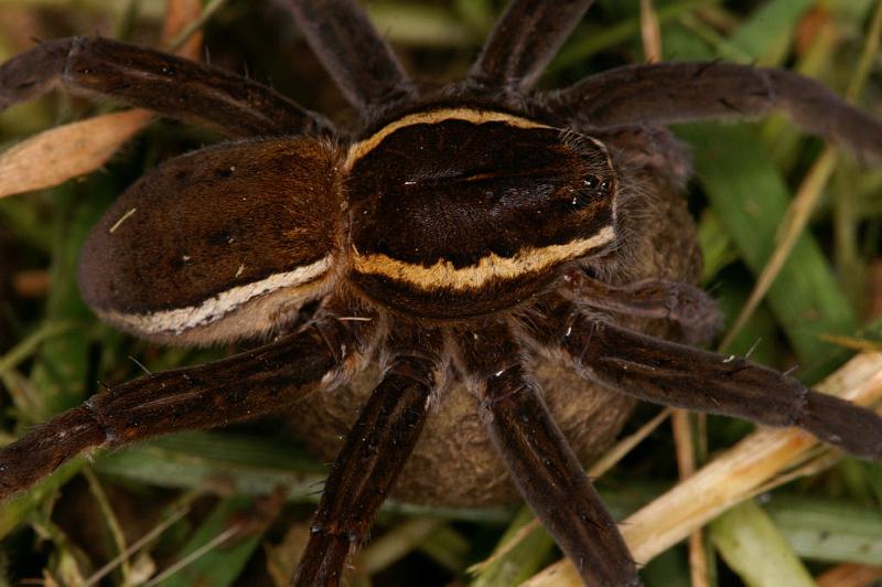 Dolomedes_fimbriatus_D5091_Z_91_Canal du Nivernais_Frankrijk.jpg